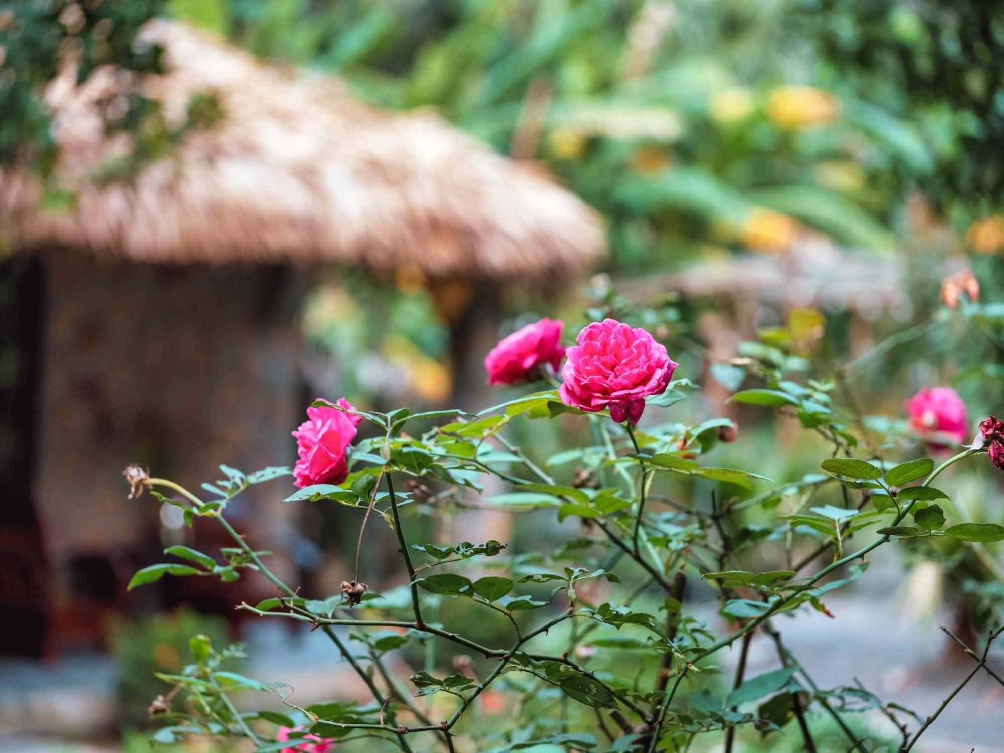 Cozy Beer Garden Homestay Ninh Binh Exterior foto
